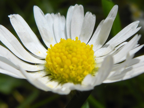 Flower; Publicdomain; Cc0; Freeimage;.jpg