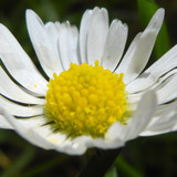 Flower; Publicdomain; Cc0; Freeimage;