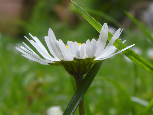 Flower; Publicdomain; Cc0; Freeimage;.jpg