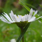 Flower; Publicdomain; Cc0; Freeimage;