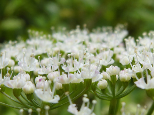 Flower; Publicdomain; Cc0; Freeimage;.jpg