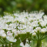 Flower; Publicdomain; Cc0; Freeimage;