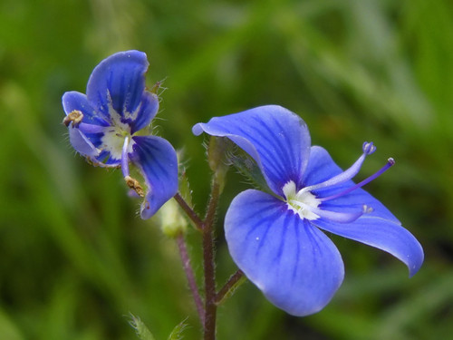 Flower; Publicdomain; Cc0; Freeimage;.jpg