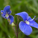 Flower; Publicdomain; Cc0; Freeimage;