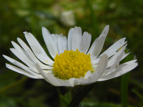 Flower; Publicdomain; Cc0; Freeimage;.jpg