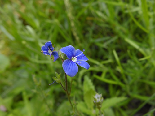 Flower; Publicdomain; Cc0; Freeimage;.jpg