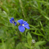 Flower; Publicdomain; Cc0; Freeimage;