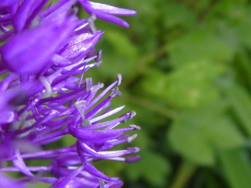 Flower; Publicdomain; Cc0; Freeimage;.jpg