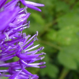 Flower; Publicdomain; Cc0; Freeimage;