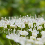 Flower; Publicdomain; Cc0; Freeimage;