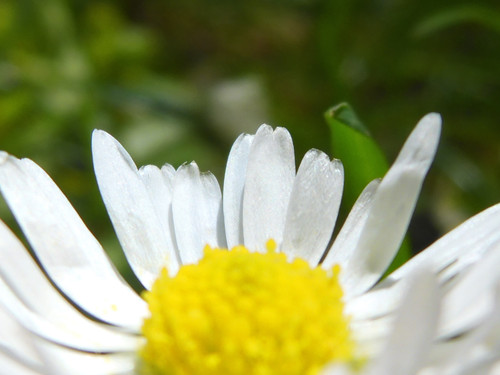 Flower; Publicdomain; Cc0; Freeimage;.jpg