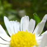 Flower; Publicdomain; Cc0; Freeimage;