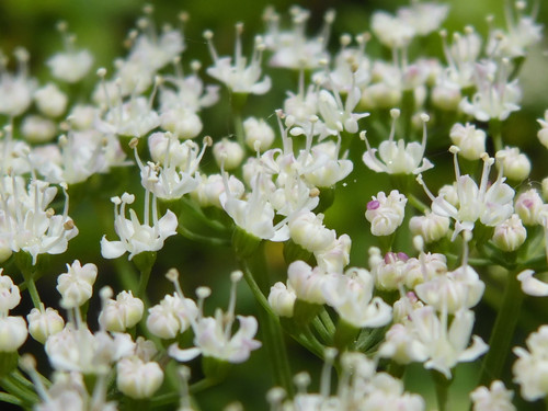 Flora Flower Publicdomain (139).jpg