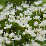 Flora Flower Publicdomain (139)