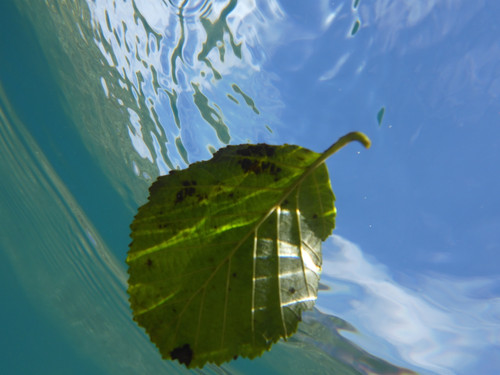 Leafs; Publicdomain; Cc0; Freeimage;.jpg