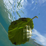 Leafs; Publicdomain; Cc0; Freeimage;