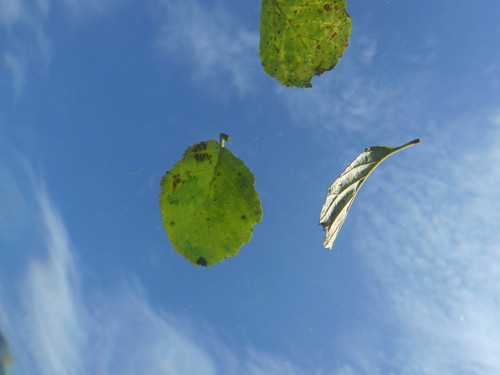 Leafs; Publicdomain; Cc0; Freeimage;.jpg