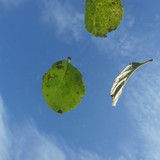 Leafs; Publicdomain; Cc0; Freeimage;