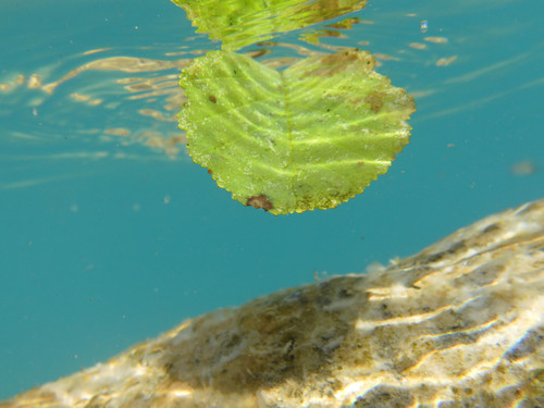 Leafs; Publicdomain; Cc0; Freeimage;.jpg