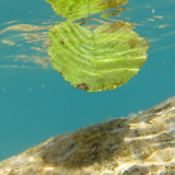 Leafs; Publicdomain; Cc0; Freeimage;