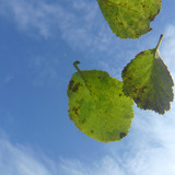 Leafs; Publicdomain; Cc0; Freeimage;