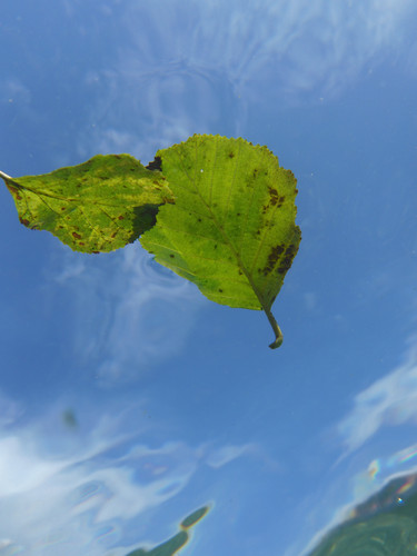 Leafs; Publicdomain; Cc0; Freeimage;.jpg