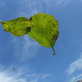 Leafs; Publicdomain; Cc0; Freeimage;