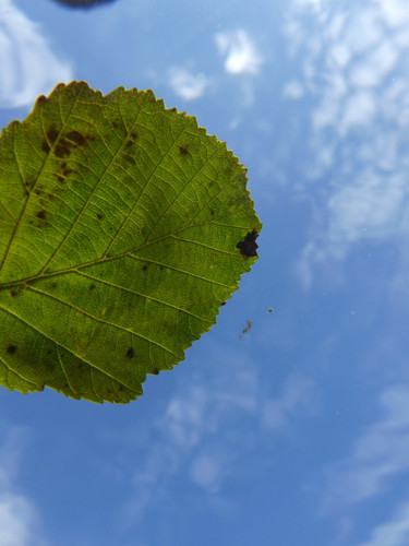 Leafs; Publicdomain; Cc0; Freeimage;.jpg