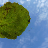 Leafs; Publicdomain; Cc0; Freeimage;