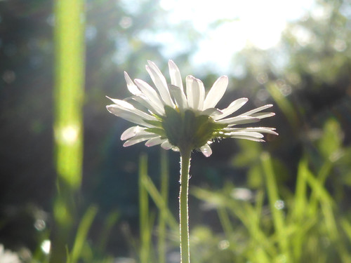 Flower; Publicdomain; Cc0; Freeimage;.jpg