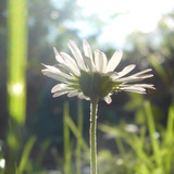 Flower; Publicdomain; Cc0; Freeimage;