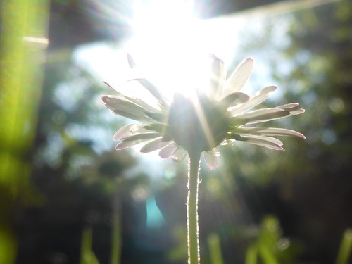 Flower; Publicdomain; Cc0; Freeimage;.jpg