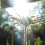 Flower; Publicdomain; Cc0; Freeimage;