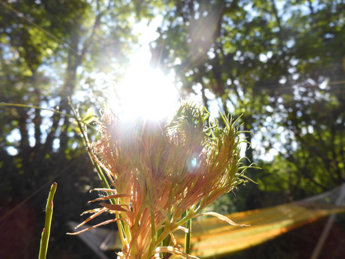 Flora Flower Publicdomain (149).jpg