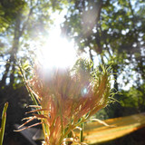 Flora Flower Publicdomain (149)