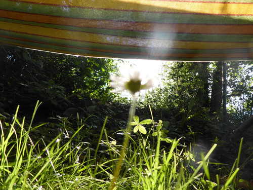 Flora Flower Publicdomain (150).jpg