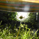 Flora Flower Publicdomain (150)