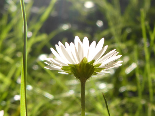 Flower; Publicdomain; Cc0; Freeimage;.jpg