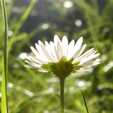 Flower; Publicdomain; Cc0; Freeimage;