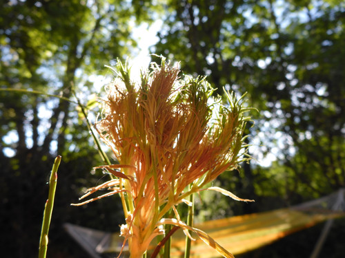 Flora Flower Publicdomain (148).jpg