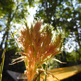 Flora Flower Publicdomain (148)