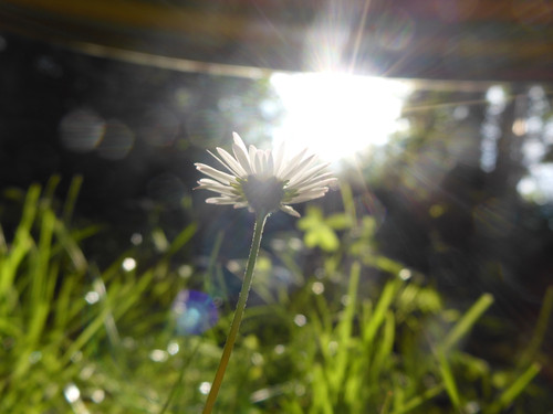 Flower; Publicdomain; Cc0; Freeimage;.jpg