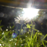 Flower; Publicdomain; Cc0; Freeimage;