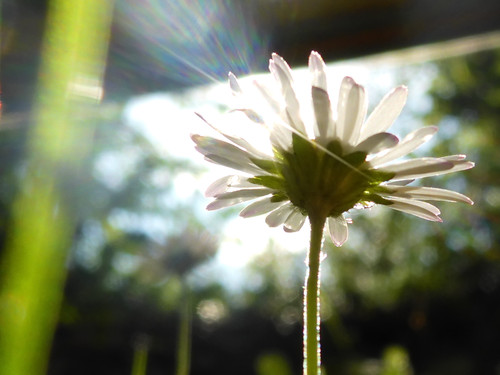 Flower; Publicdomain; Cc0; Freeimage;.jpg