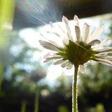 Flower; Publicdomain; Cc0; Freeimage;