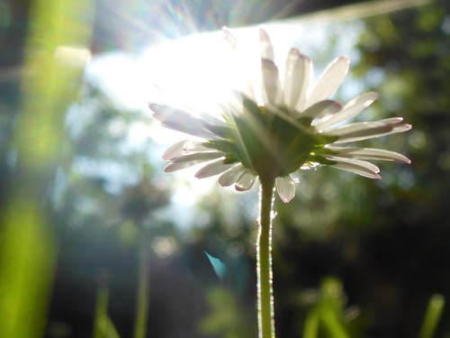 Flower; Publicdomain; Cc0; Freeimage;.jpg