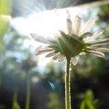 Flower; Publicdomain; Cc0; Freeimage;