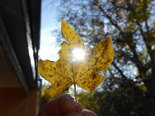 Flora Leafs A Tree Publicdomain (6).jpg