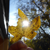 Flora Leafs A Tree Publicdomain (6)