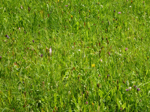 Green Land Hills.jpg